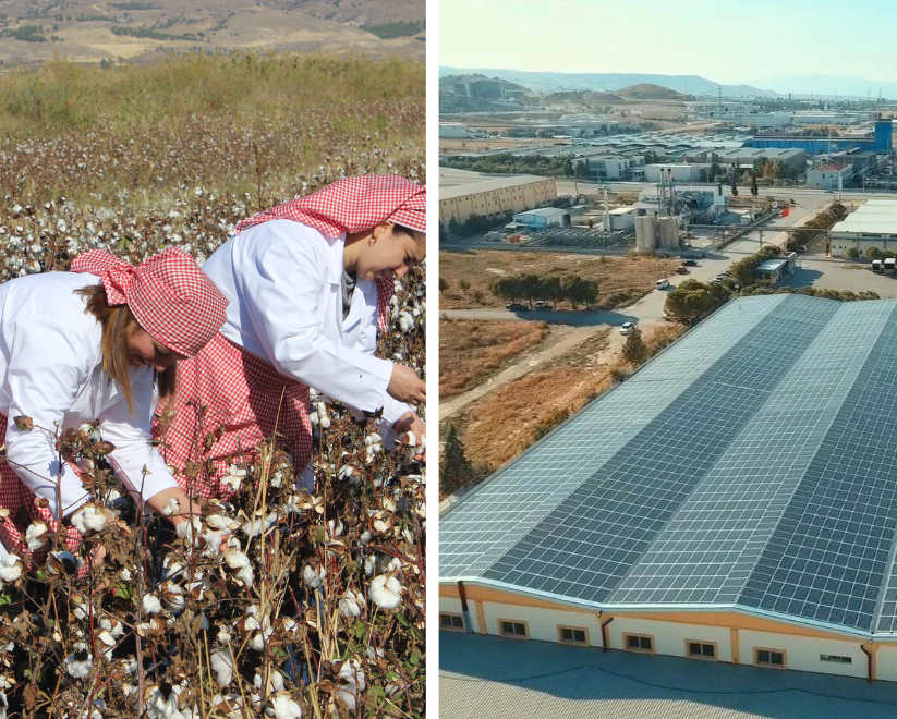 bcorp-cotton-picking-solar-panels-.png